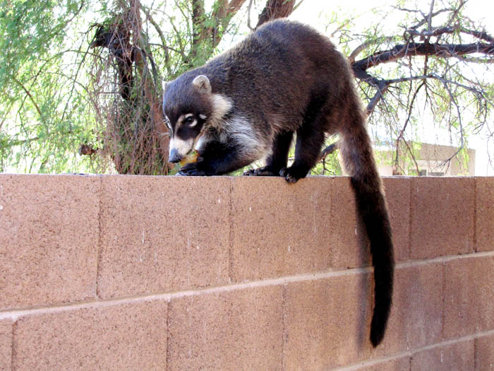 Coatimundi